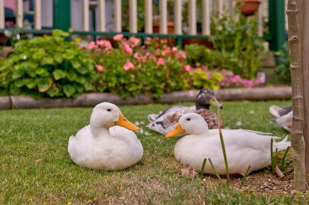 Warragul Gardens Holiday Park Dış mekan fotoğraf